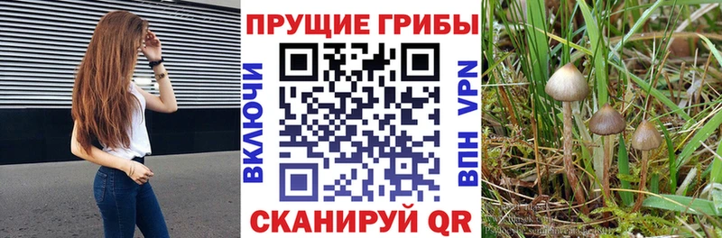 Купить Обоянь Галлюциногенные грибы ЛСД
